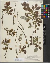 Foto von Salix myrsinifolia Salisb. x Salix phylicifolia L.